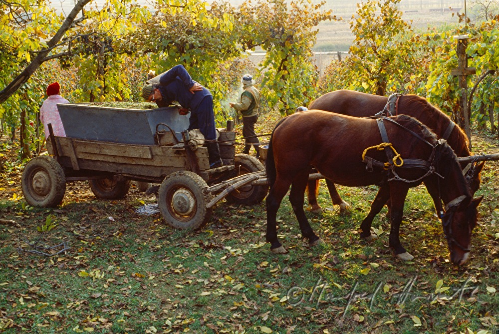 vintners and workers with horse cab
