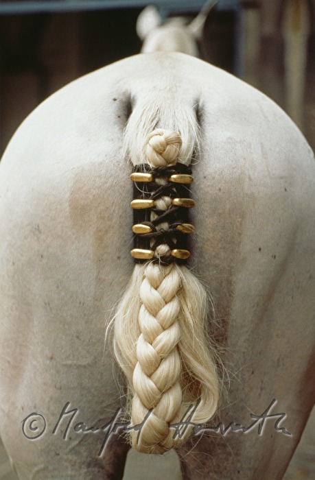 special plaited tail for show