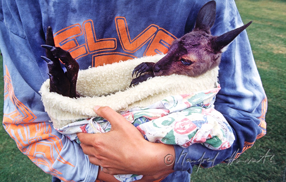 kangaroo joey in a blanket
