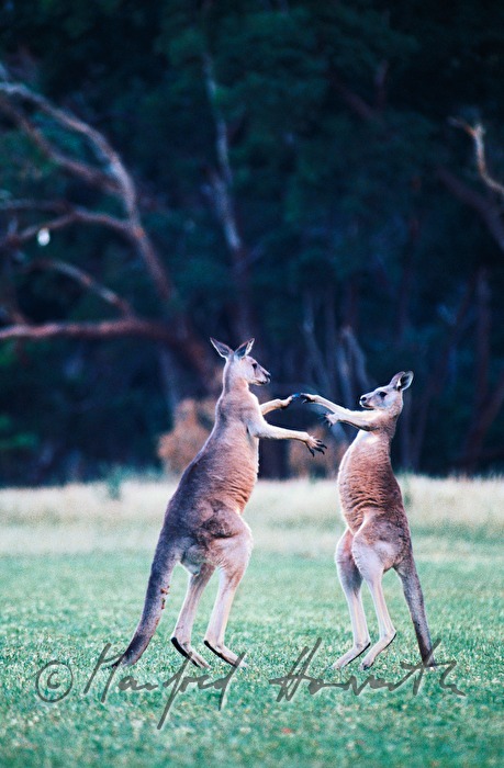 fighting kangaroos