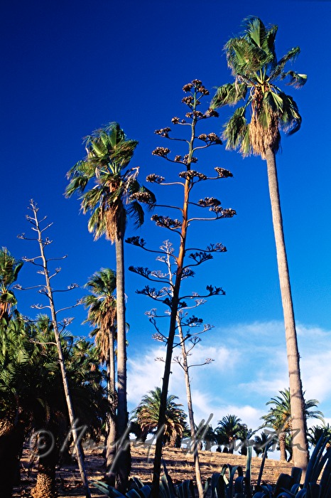 palmtrees on the property of Seppeltsfield