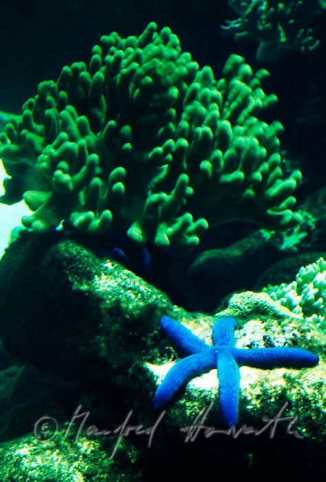Blue Star and coral reef