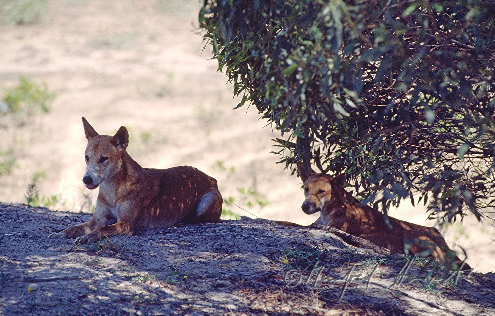 Two dingoes rest in the shadow of a gum tree