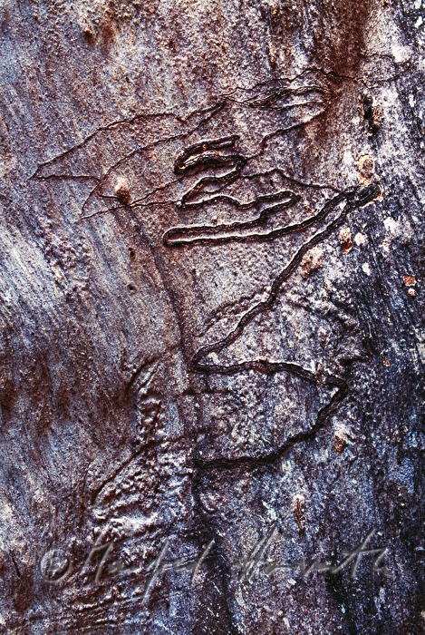scars in a trunk of a gum tree made by Eucalyptus longhorned borer
