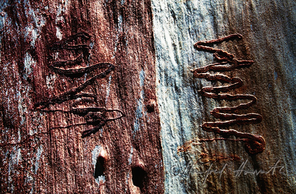 scars in a trunk of a gum tree made by Eucalyptus longhorned borer