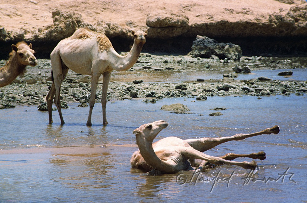 camel takes a bath in the Red Sea