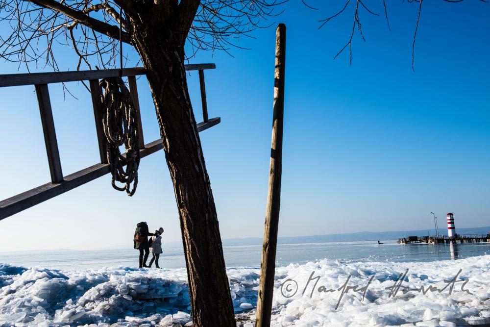 reed and ice on the beach of Podersdorf