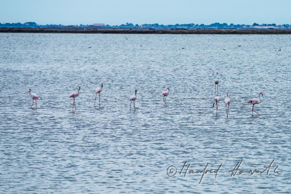 flamingos in the alluvial plain