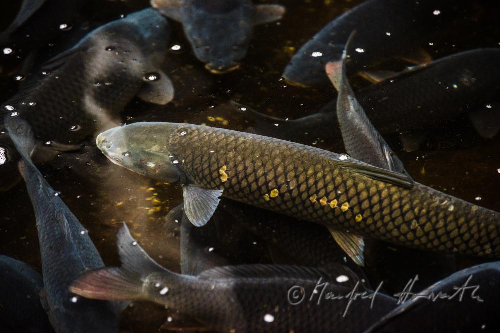 carps in the water basin of the baroque fish tank