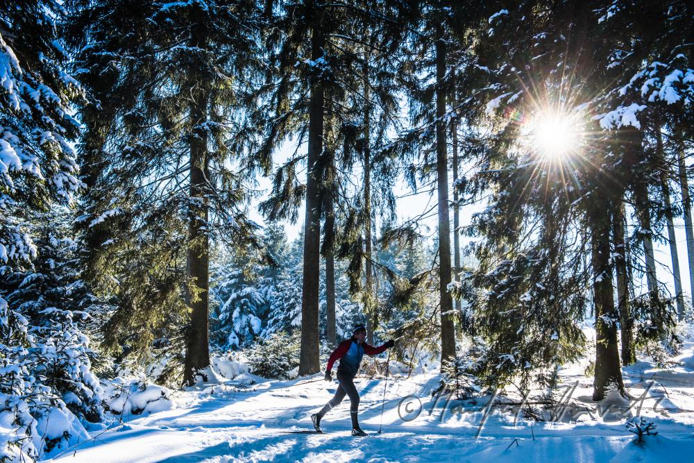 nordic skiers in the cross-country ski trail of a forest