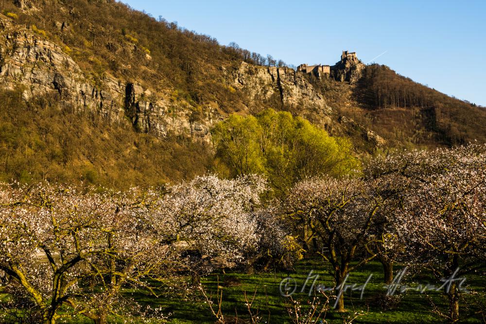 blooming apricot trees and Fortress Aggstein
