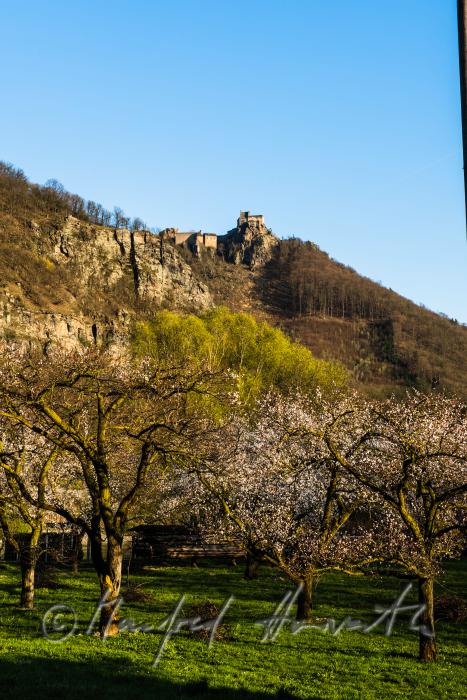 blooming apricot trees and Fortress Aggstein