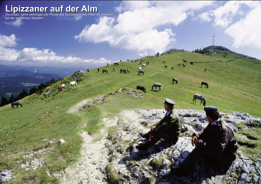 Lipizzaner auf der Alm