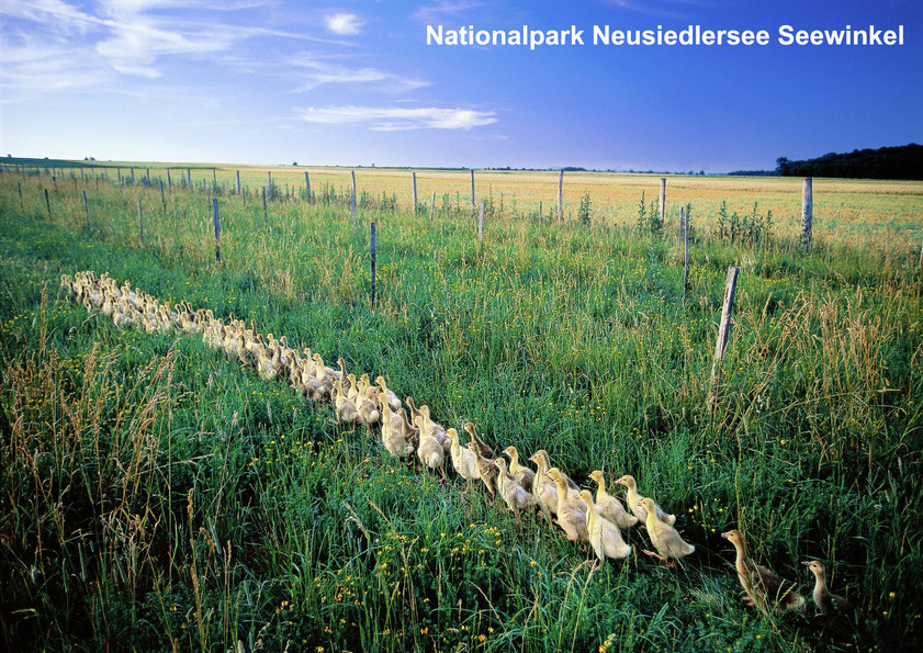 Nationalpark Neusiedler See - Seewinkel
