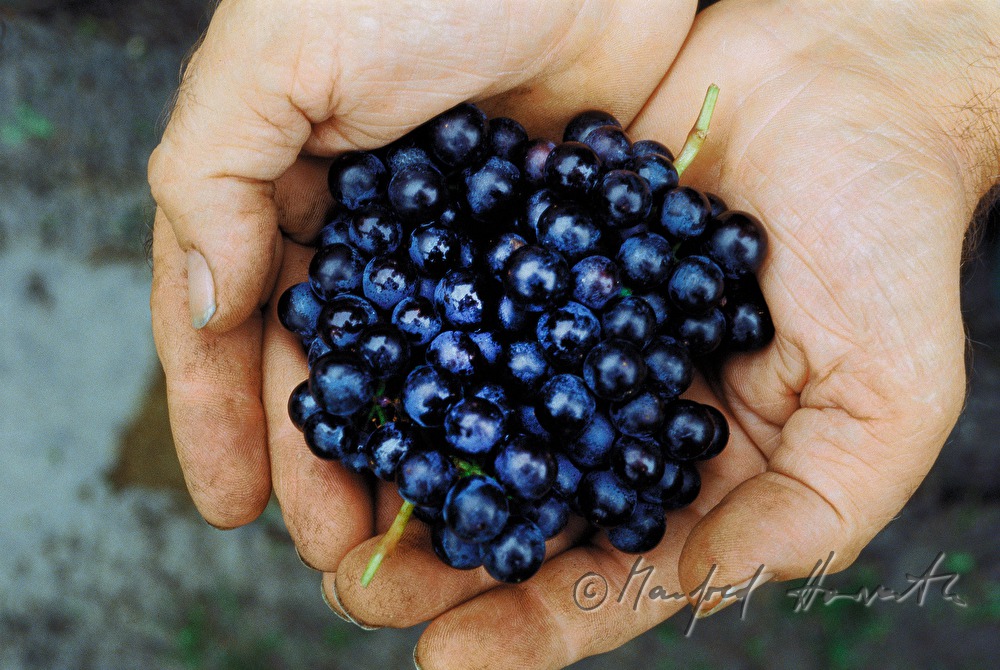 Schilcher grapes presented