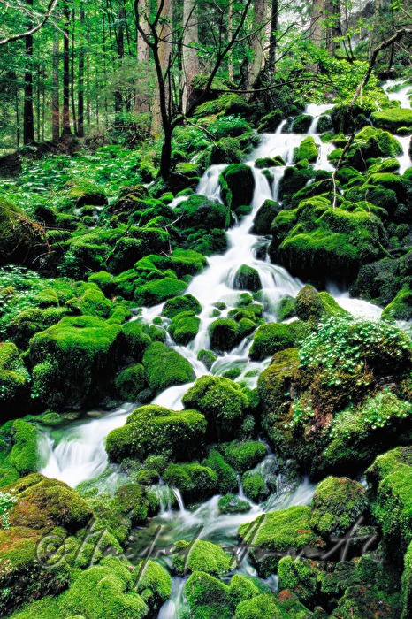 little waterfall in the forest near the Hochschwab