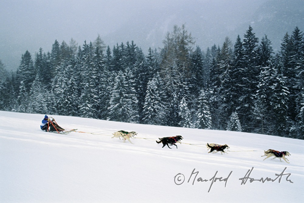 dog sledge in full speed