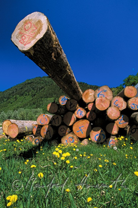 wood pile for the sawmill