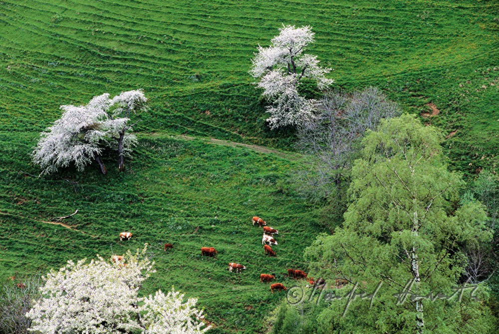 cows paturing in the Lachtal