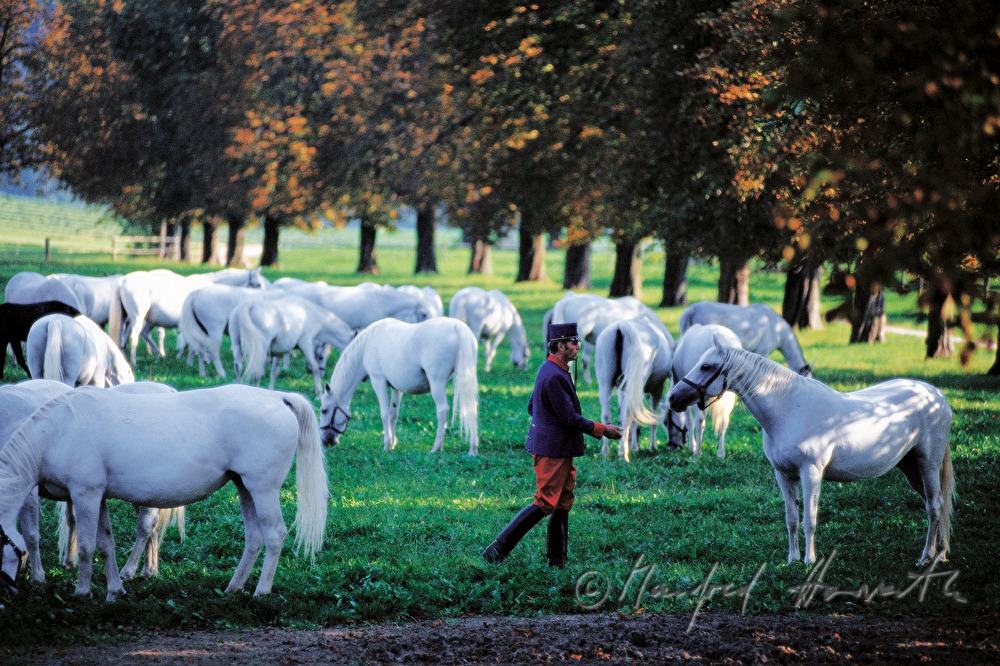 Lipizzaner on the meadow