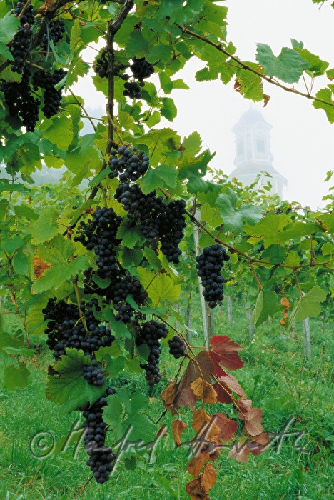 Castle Stainz, vineyard, grapes