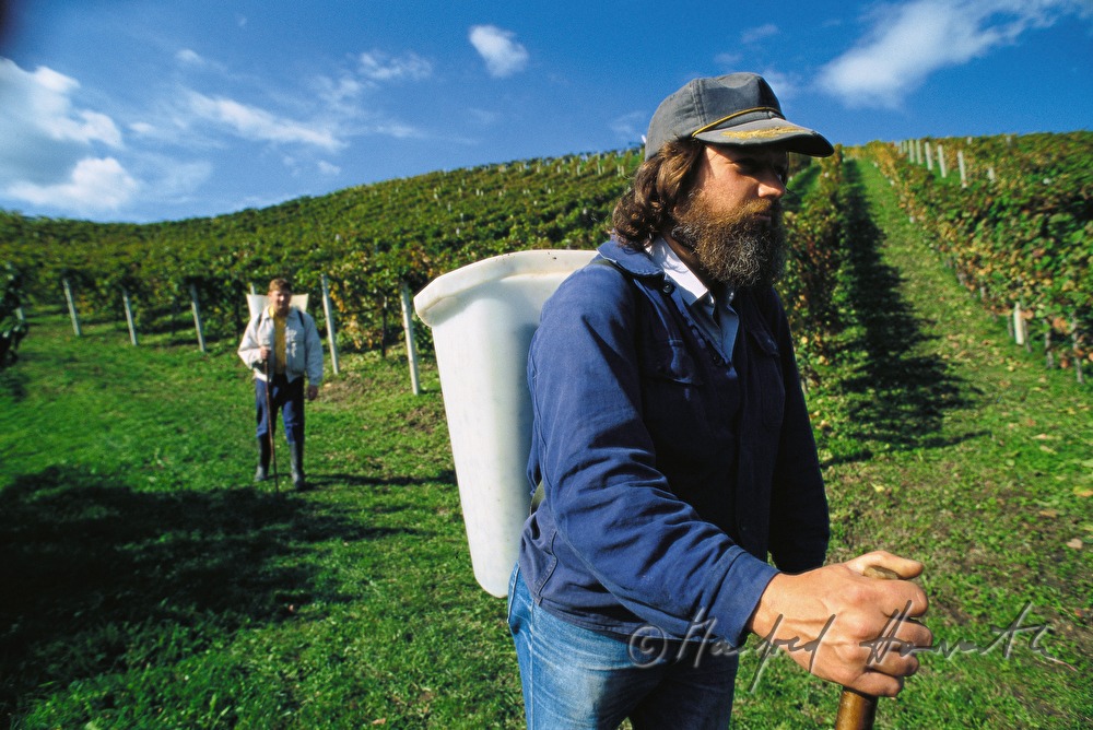 grape harvest at Ried Burgegg