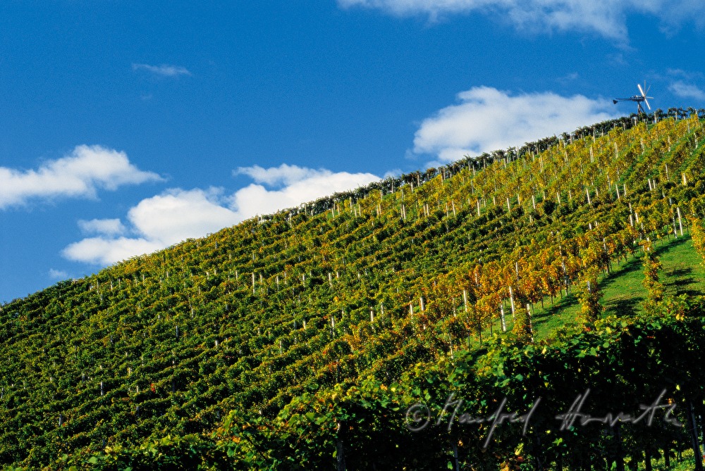 wineyard of Riede Burgegg