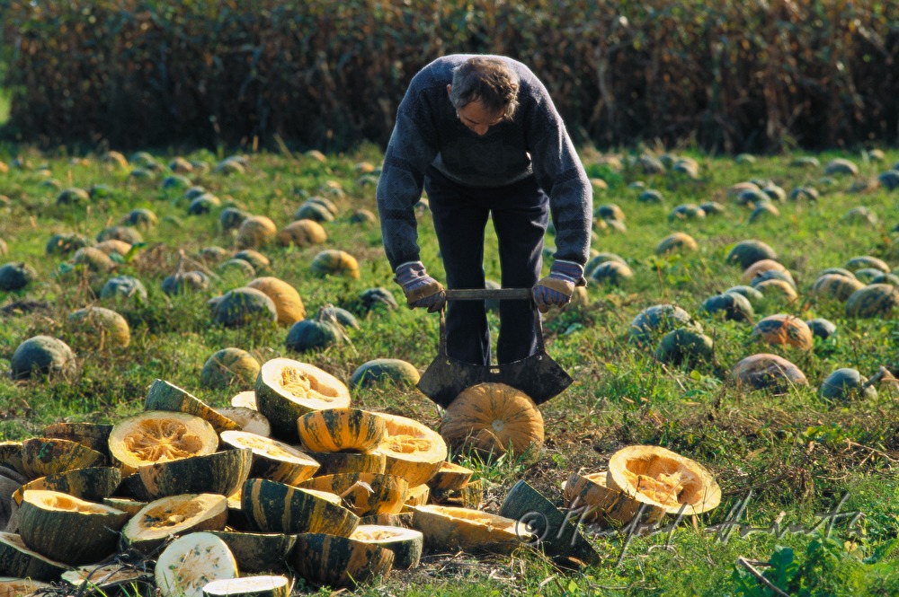 farmer splitting pumpkins