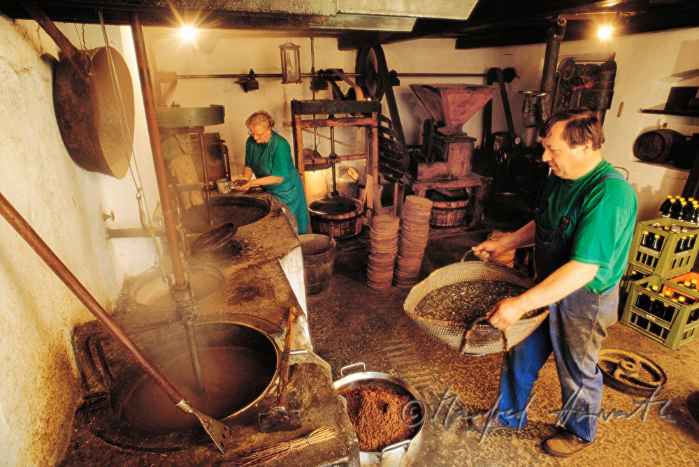 production of pumpkin seed oil