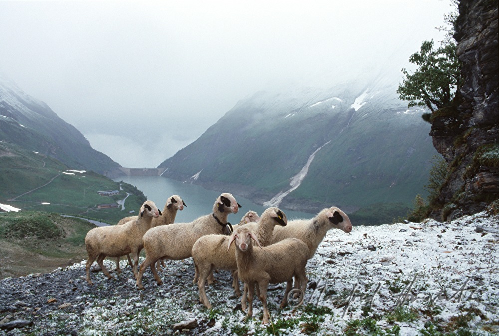 sheep near the hydroelectric power plant