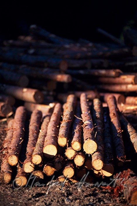 cut wood in the forest
