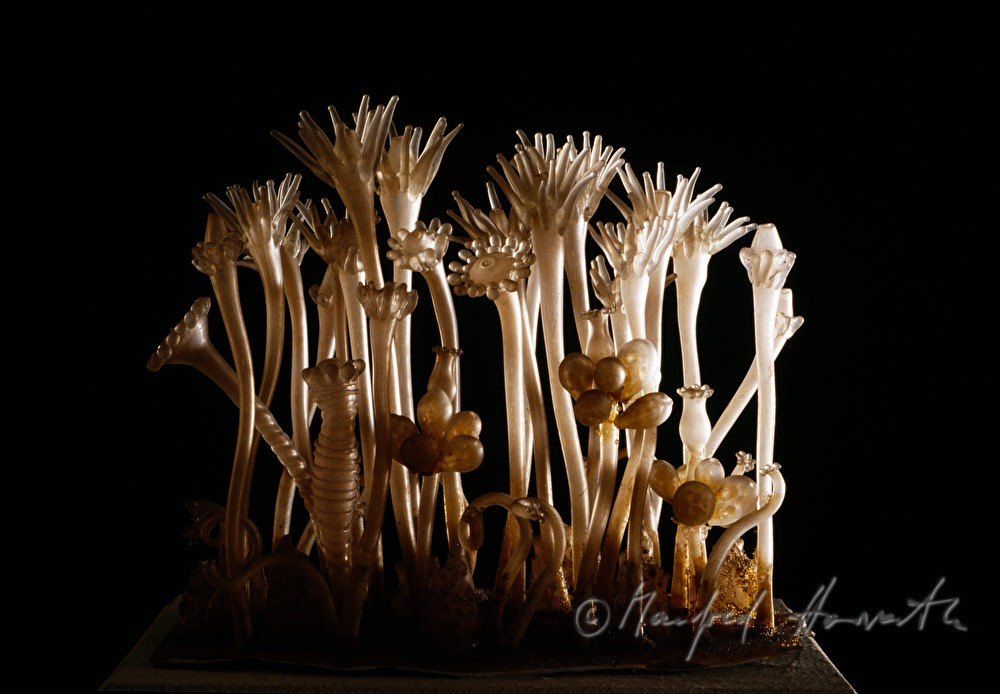 glass model made by Blaschke