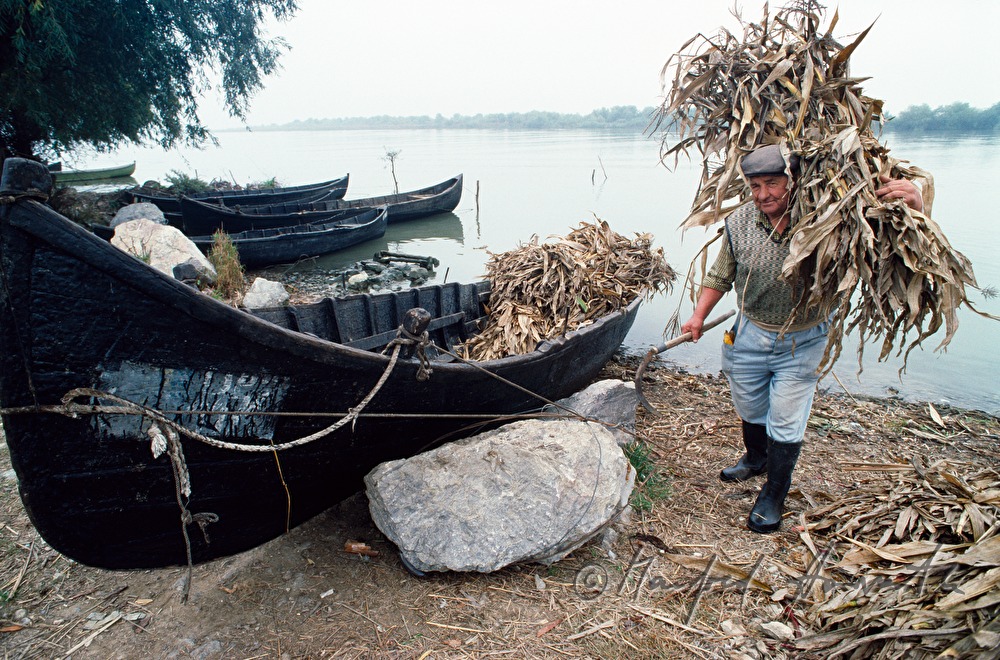 debarking of maize straw