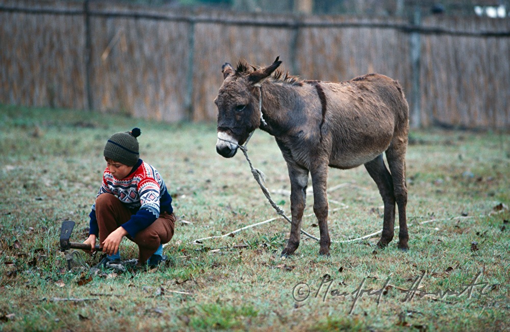a lad hammers down a post