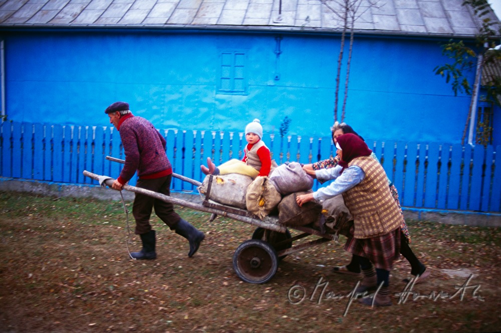 transport of maize with the pushcart