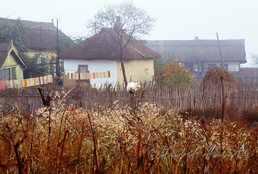 thatched house and reed fence