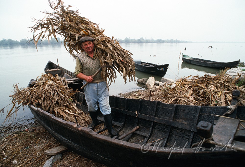 debarking of maize straw