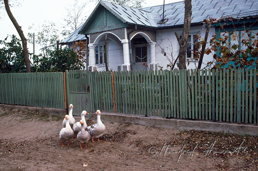 geese on the main road