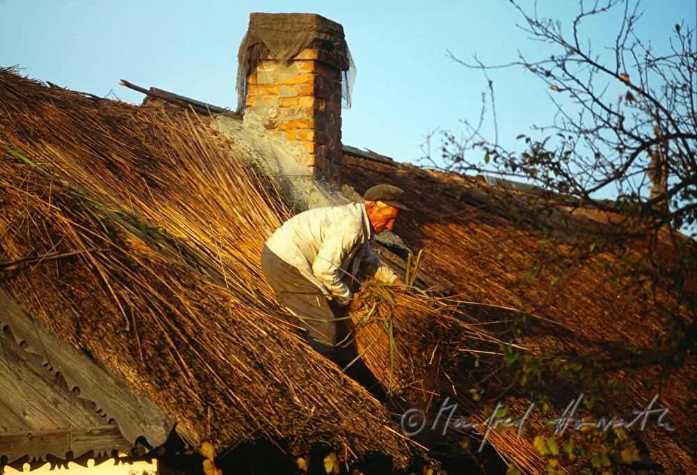 thatcher on the roof