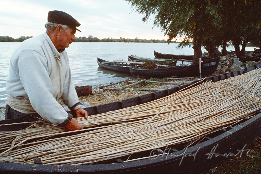 boat filled with reed on the shore