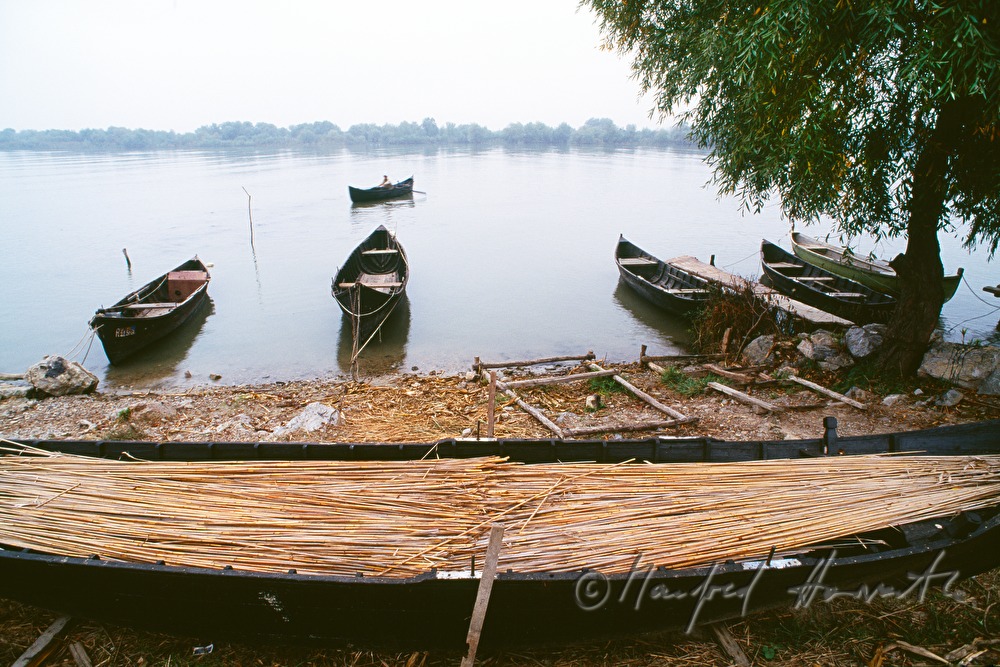 boat filled with reed on the shore
