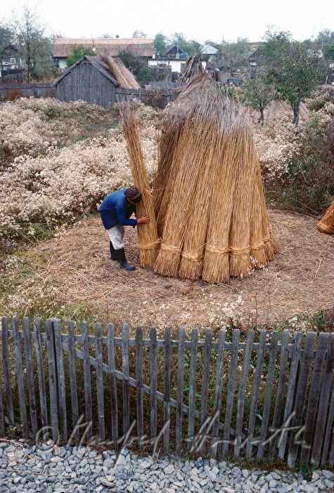 reed workers building a reed cone