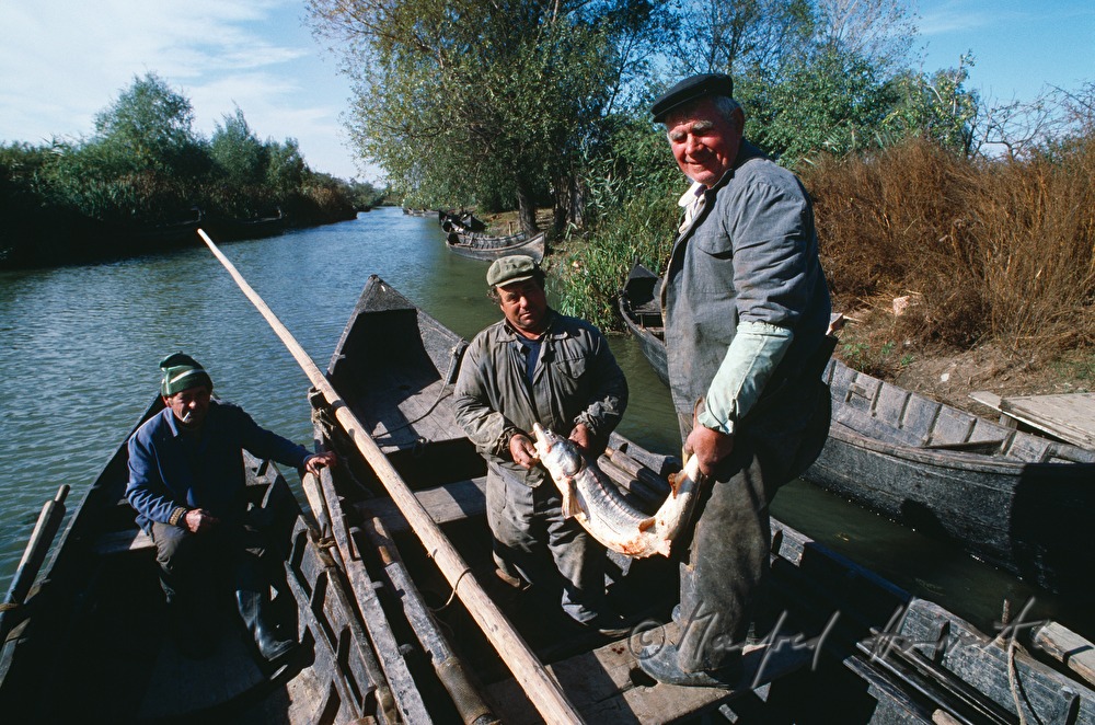 fishermen present their catch (sturgeon)