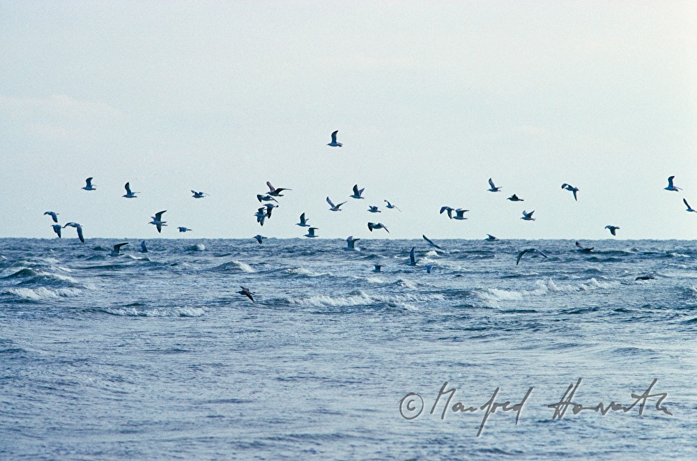 seagulls fly over the Black Sea