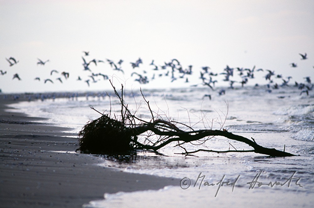 seagulls fly over the Black Sea