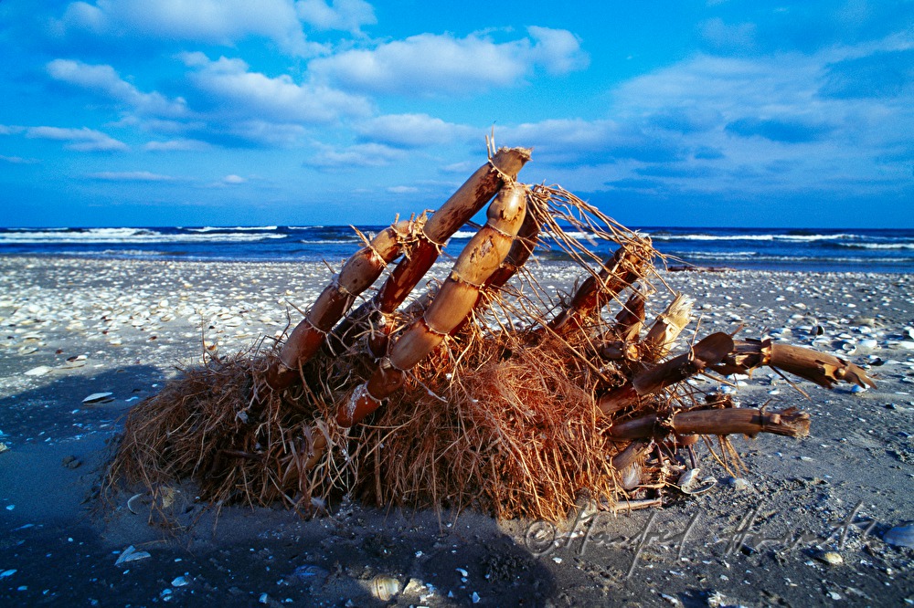 reed-root on the shore of the Black Sea