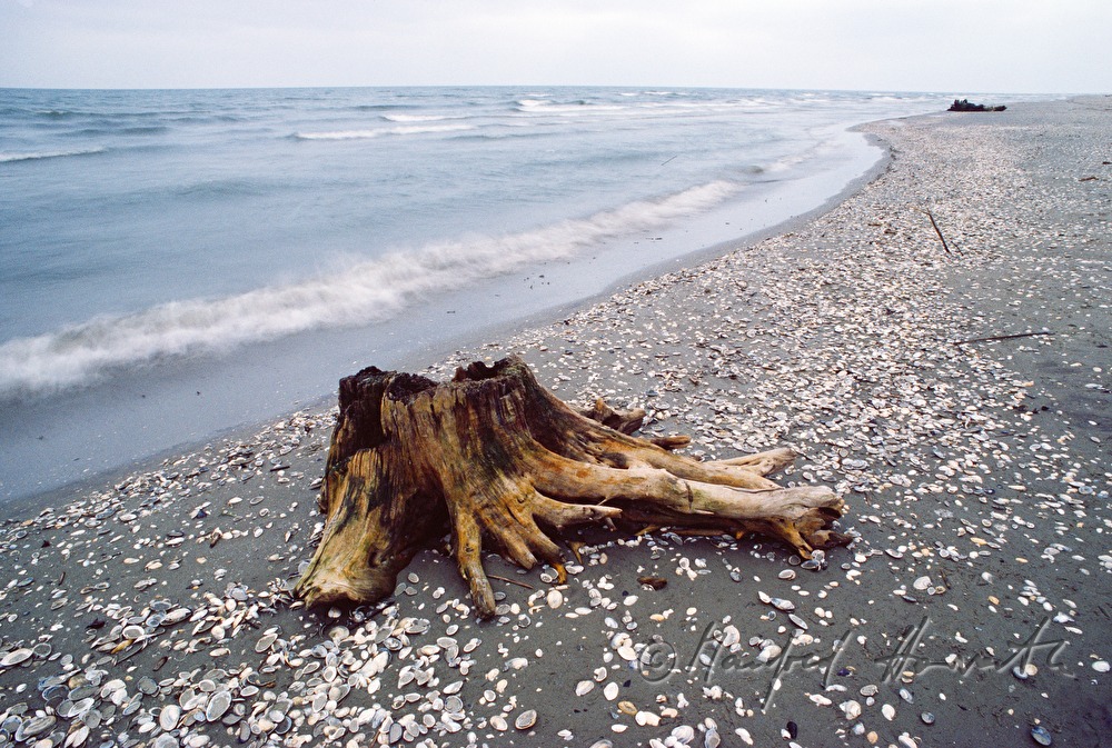 tree trunk on the coast of the Black Sea