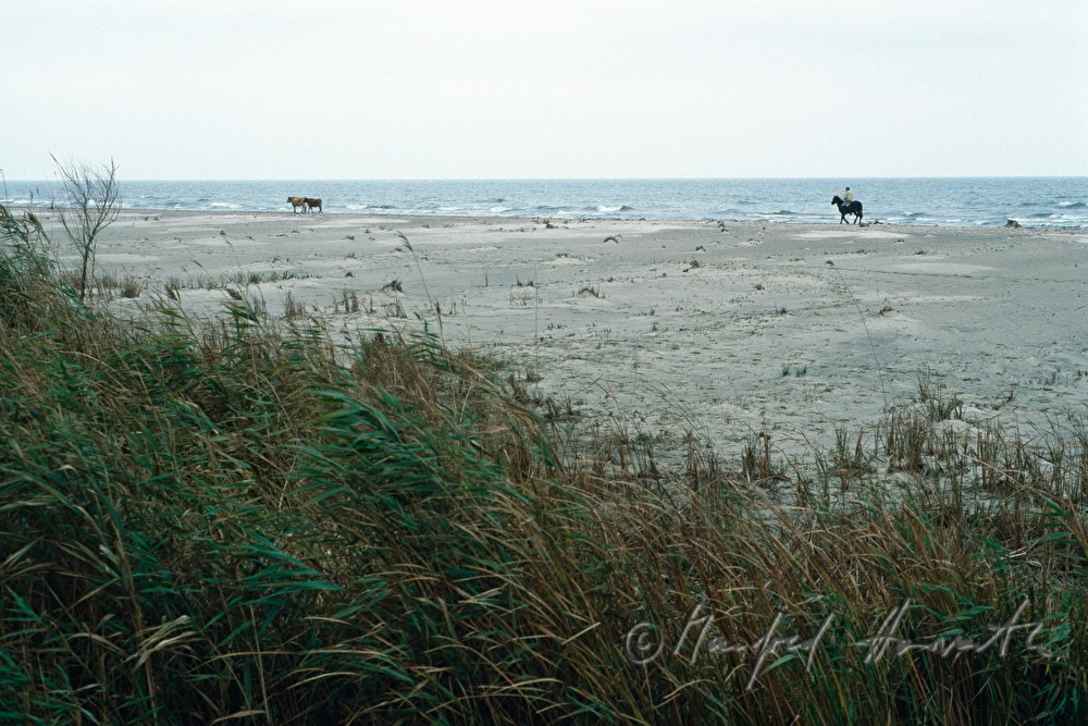 horses on the shore of the Black Sea