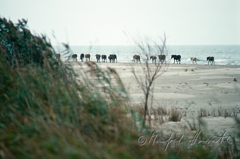 horses on the shore of the Black Sea