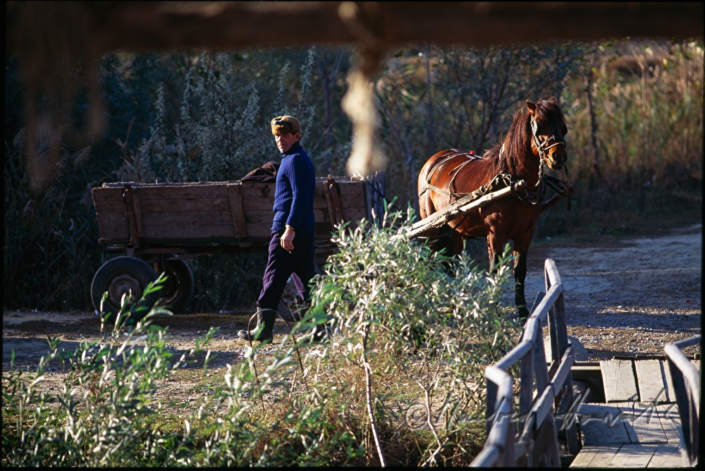 horse-drawn vehicle near the pontoon